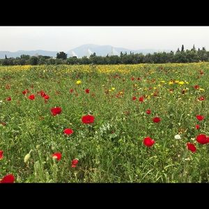 Meet your Posher, Elina